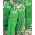 High Disease Resistance Bell Pepper Seeds For Sale Performs Good In Bad Weather Condition-First 899